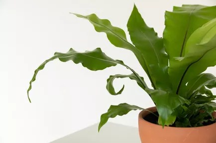 17-plantas-para-ter-no-banheiro-samambaia 2 Samambaia em vaso de barro.