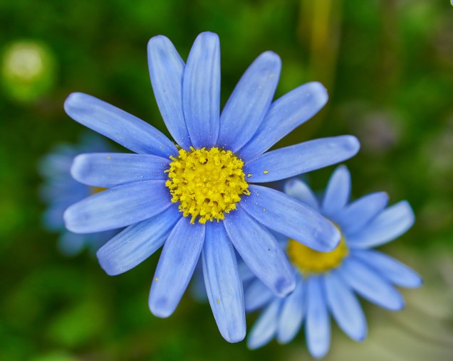<strong>Margarida Azul:</strong> Esta planta alegre é de crescimento rápido, resistente ao vento e precisa apenas de água e cuidados moderados. Quer mais? Abelhas e borboletas a adoram!