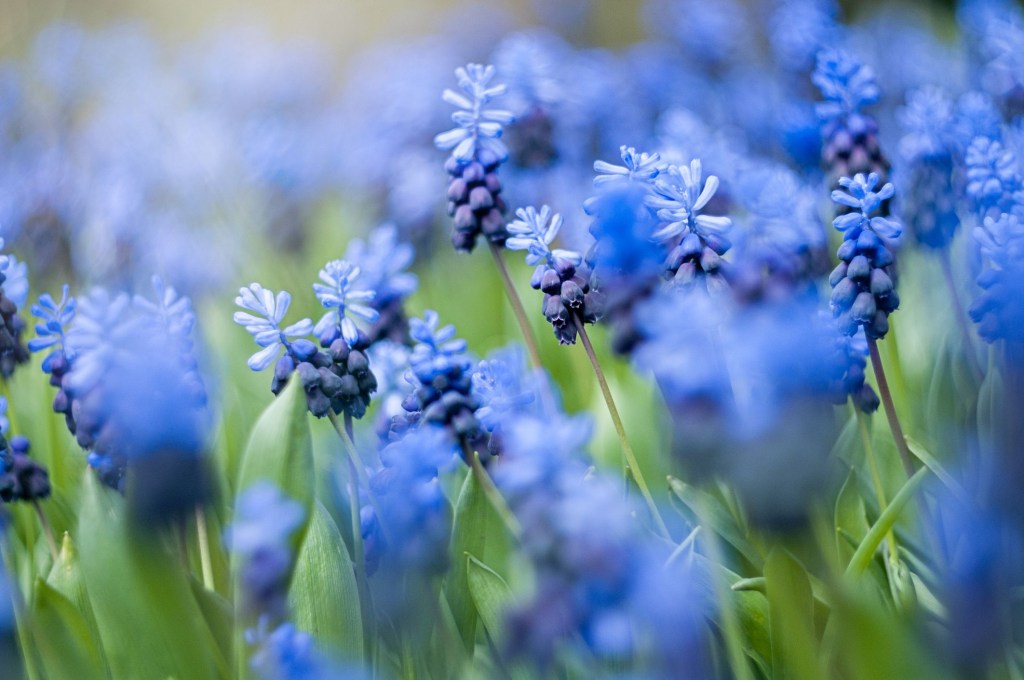 Campo de flores azuis.