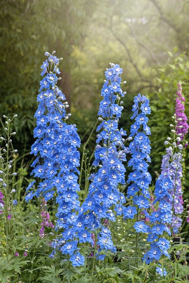 20 flores azuis que nem parecem de verdade | CASA.COM.BR