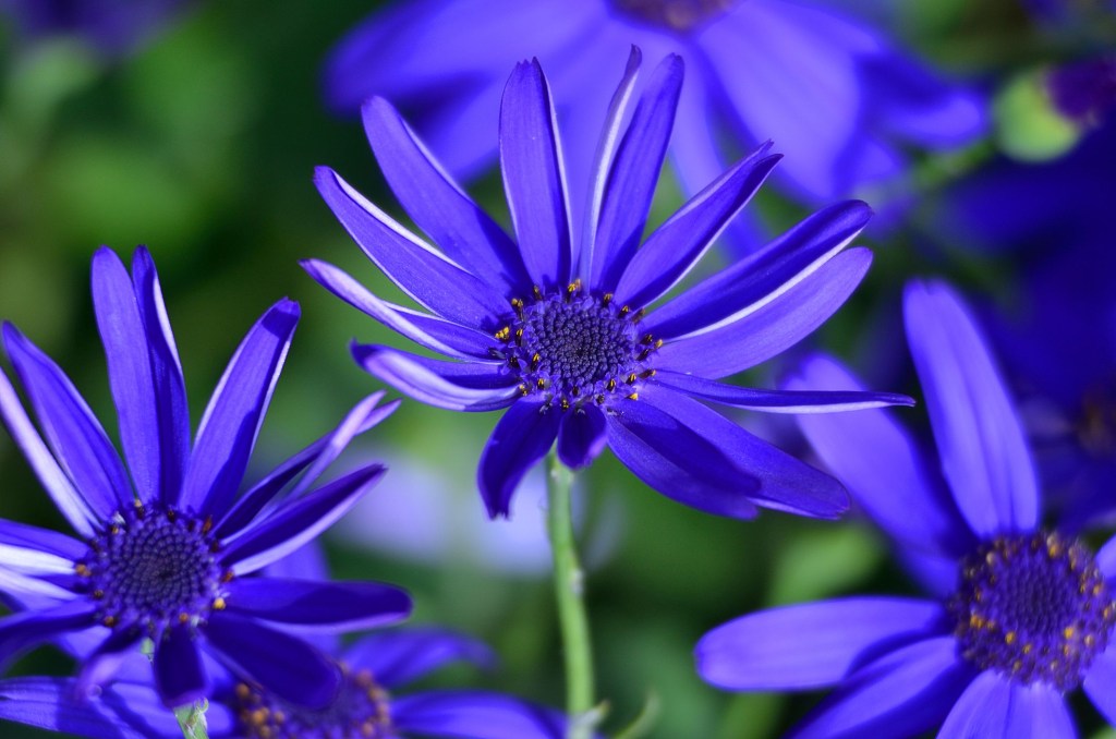 Flores azuis de áster semelhantes a estrelas.