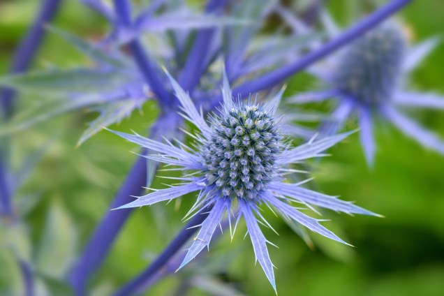 <strong>Língua-de-tucano:</strong> Procurando por uma planta que prospere com pouco cuidado? Achou! Esta flor azul-púrpura se desenvolver em solo pobre e seco, então vá com calma na água e no fertilizante.