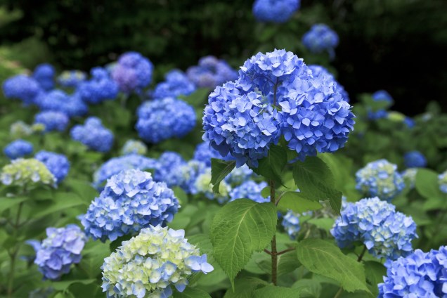 <strong>Hortênsia: </strong>Uma das poucas flores azuis verdadeiras, as hortênsias podem mudar de cor com base no nível de pH do solo. Para manter suas pétalas azuis, procure um pH de cerca de 5,2 a 5,5. Dica: é mais fácil controlar os níveis de pH em um vaso, então considere plantar suas hortênsias em recipientes se você busca uma cor específica.