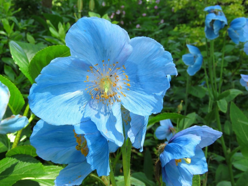 20 flores azuis que nem parecem de verdade | CASA.COM.BR