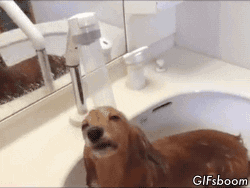 Cachorro tomando banho