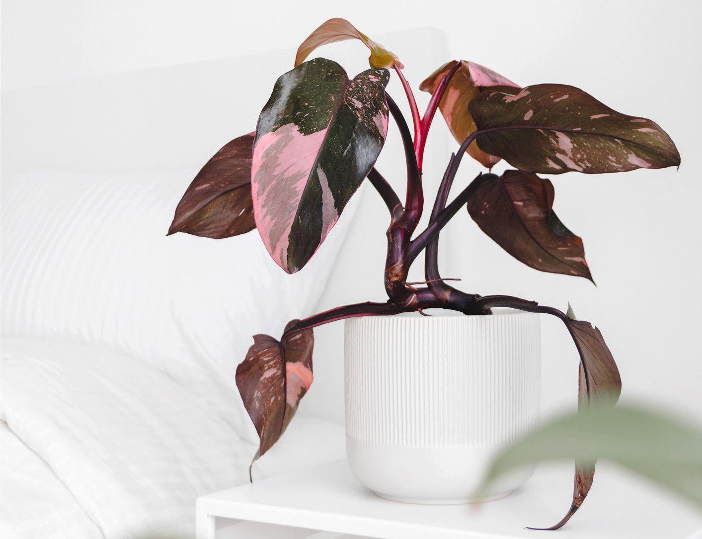 Filodendro 'Pink Princess' (Philodendron erubescens)