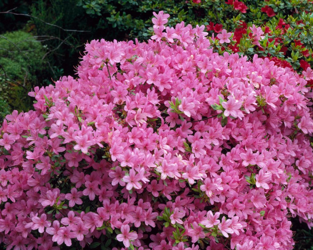 Arbusto de azaleias bem florido. Flores cor de rosa.