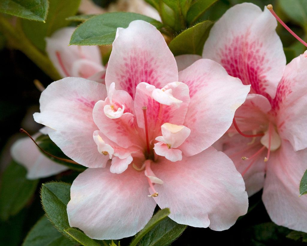 Flor de azaleia cor de rosa claro.