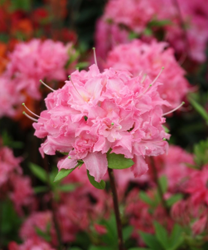 Flor de rododendro rosa.