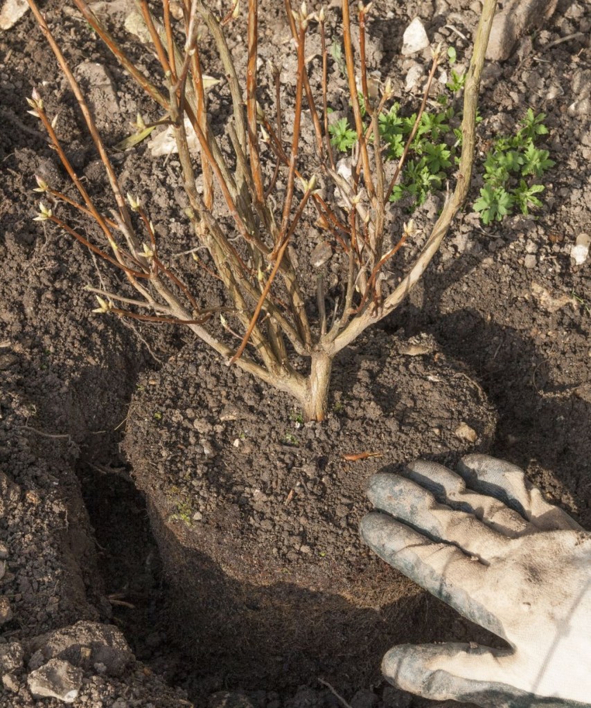 Azaleia sem folhas plantada em um torrão de terra.