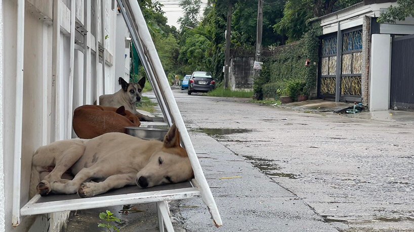 Cãezinhos de rua ganham abrigos reciclados na Tailândia