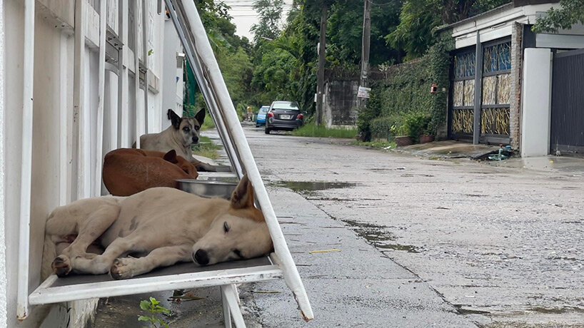 Cães abrigados em uma plataforma acima do nível da calçada, coberta por uma tenda fixada em uma mureta.