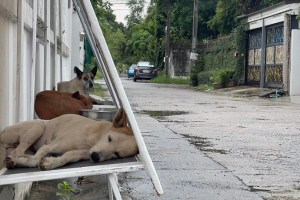 Cãezinhos de rua ganham abrigos reciclados na Tailândia-designboom (1)