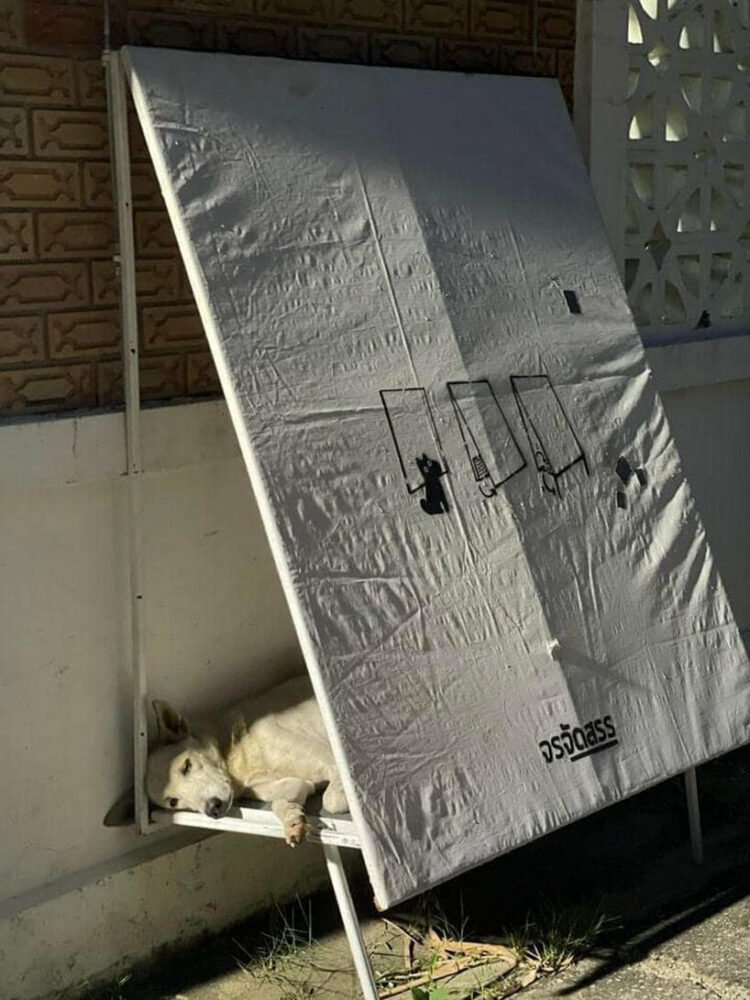 Cães abrigados em uma plataforma acima do nível da calçada, coberta por uma tenda fixada em uma mureta.