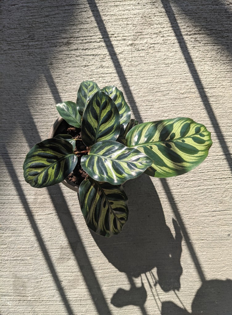 Visão superior de Calathea de folhas arredondadas verde claras com pinceladas de verde escuro. Planta estão no chão, recebendo sol de uma janela lateral.