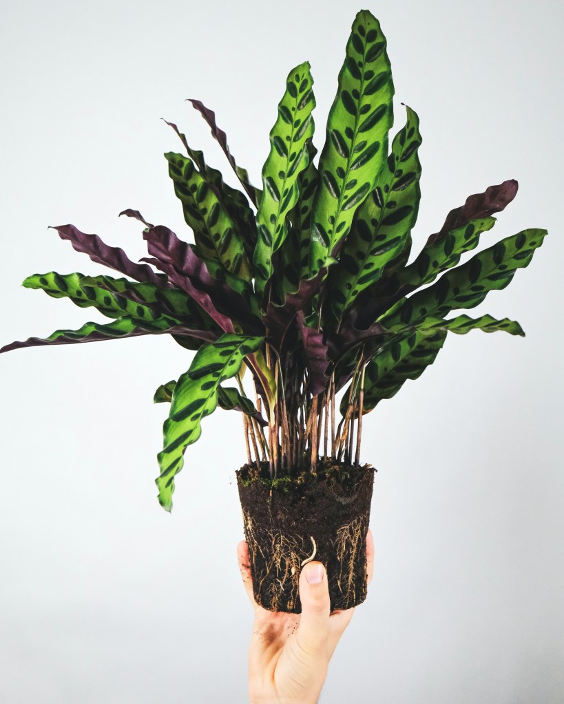 Calathea de folhas alongadas verde claras com pinceladas de verde escuro e partes de baixo roxas. Planta está fora do vaso sendo erguida por uma mão.