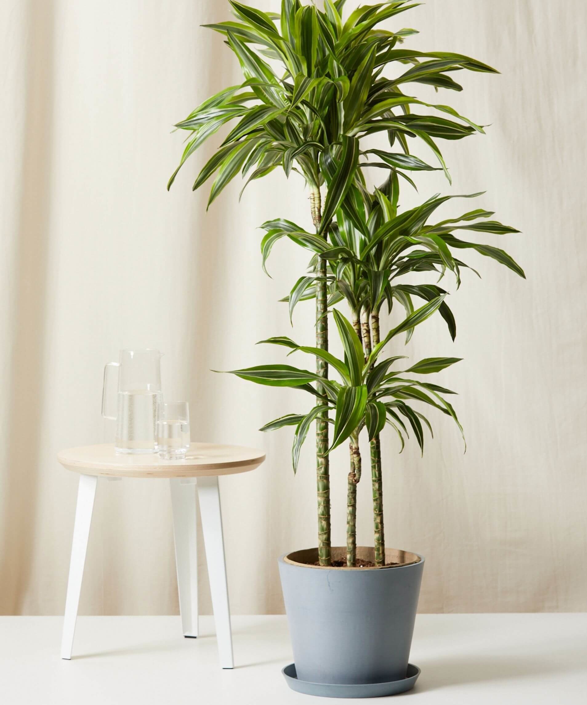 Como plantar e cuidar de Dracaena 