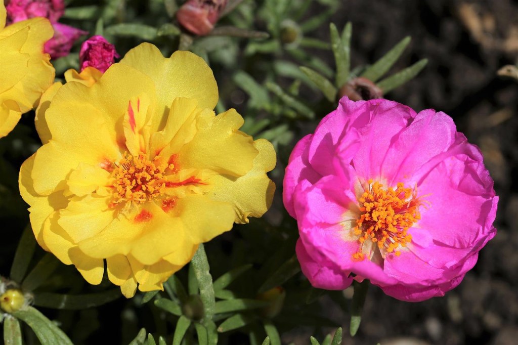 Par de flores de onze-horas. À esquerda uma amarela e à direita uma cor de rosa.