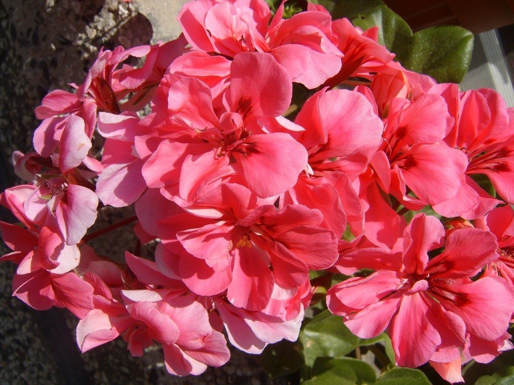 Aglomerado de flores de onze-horas em cor de rosa claro.