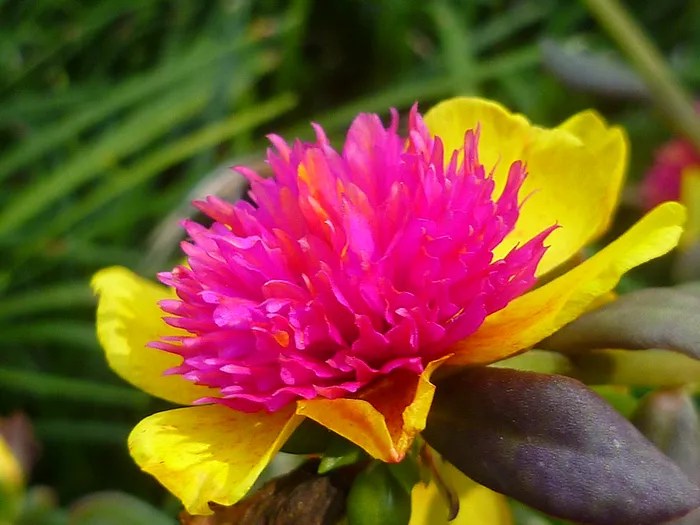 Close de flor de onze-horas com miolo rosa protuberante em forma de buquê, sustentado por pétalas largas amarelas.