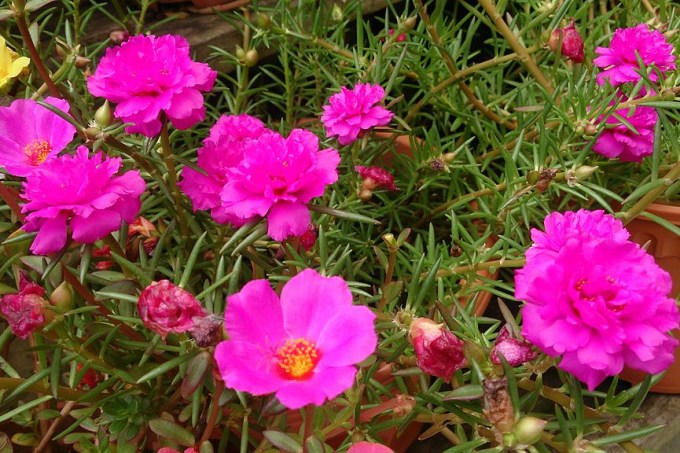 Como-plantar-e-cuidar-de-onze-horas-Wikipedia-Mokkie-jardinagem-flores-paisagismo (2)