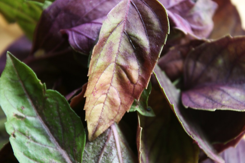 Folhas de manjericão roxo em processo de esverdiamento.