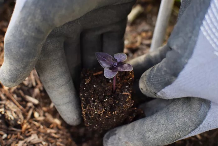 Conheça-e-cultive-o-manjericão-roxo-Randi-Rhoades-The-Spruce-jardinagem-mudas Pequena muda de manjericão roxo suspensa por duas mãos em um torrão de terra.