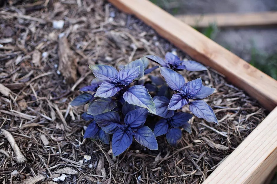 Conheça-e-cultive-o-manjericão-roxo-Randi-Rhoades-The-Spruce-jardinagem-plantas Manjericão roxo plantado.