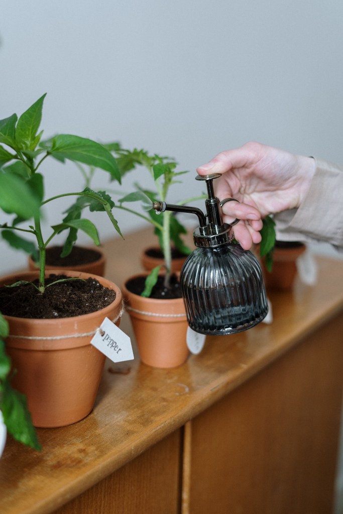 Mão segura um pequeno borrifador de vidro para umedecer plantas em pequenos vasos de barro.