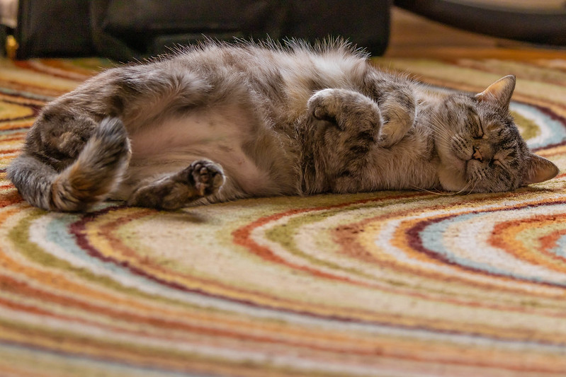 Gato dormindo em tapete de fibras curtas.