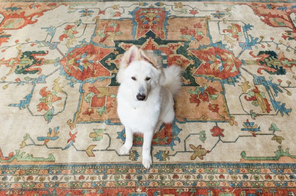 Cachorro branco sentado em uma tapete de fibras curtas.