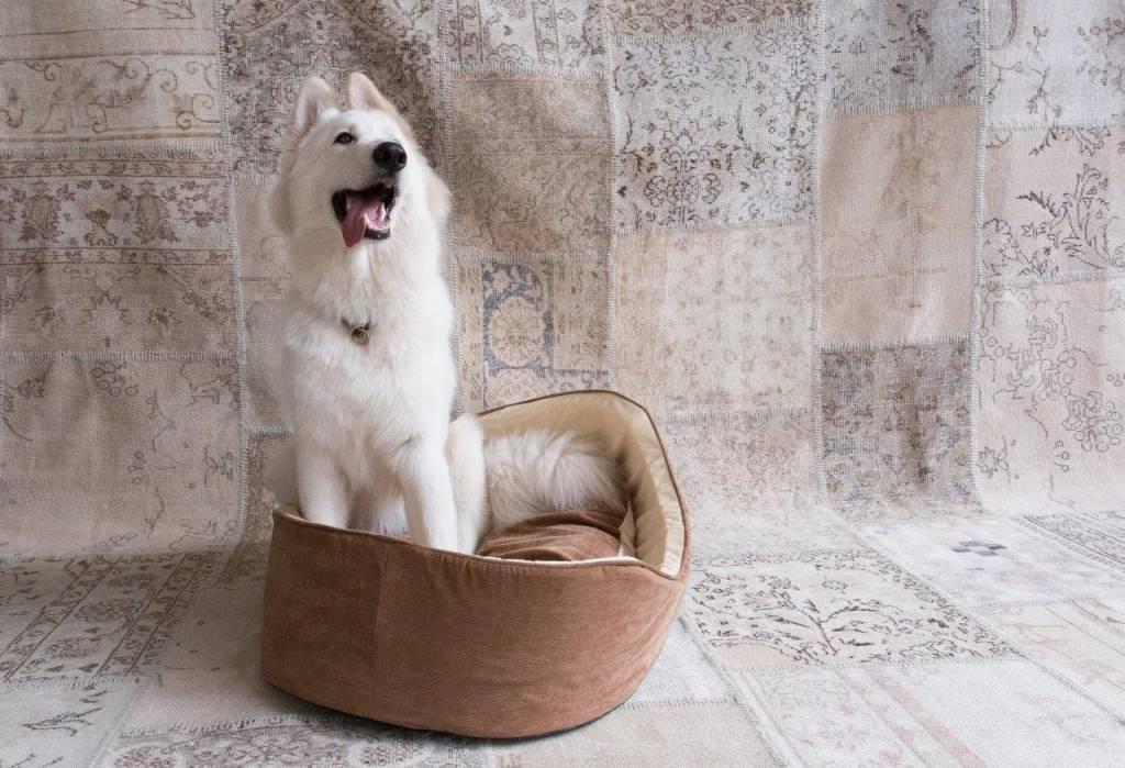 Cachorro branco sentado em uma caminha para pets.