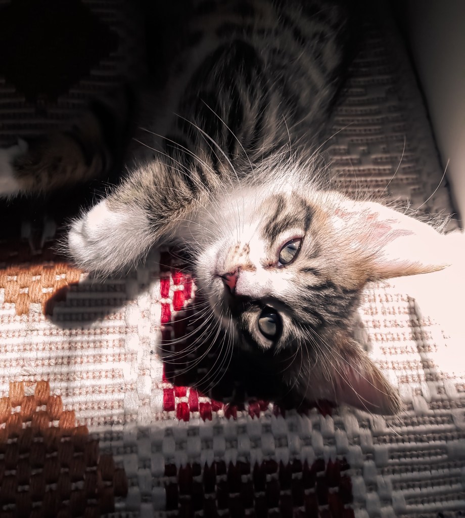 Gato deitado em tapete de fibras curtas, olhando para a câmera. Um feixe de sol ilumina apenas a cabeça do animal.