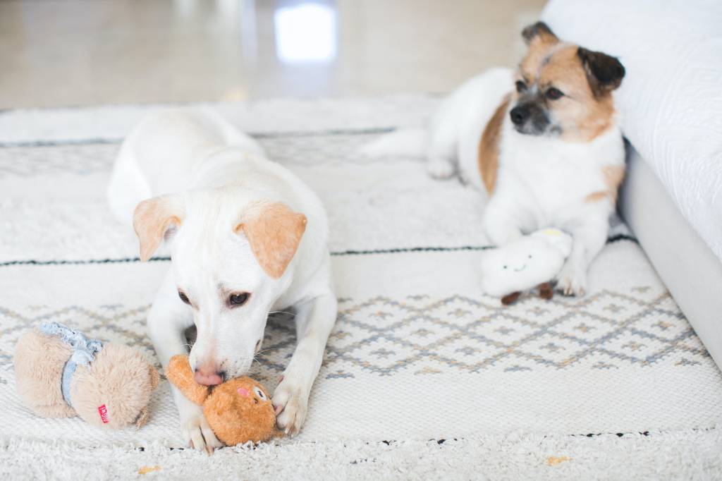 Dois cachorros deitados em um tapete branco.