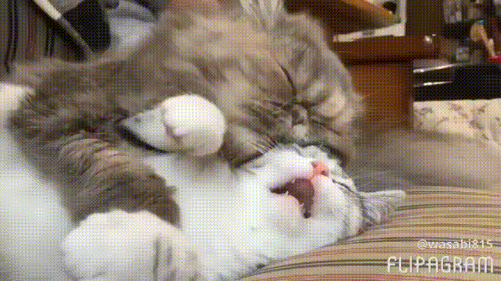 Imagem de dois gatos deitados de conchinha