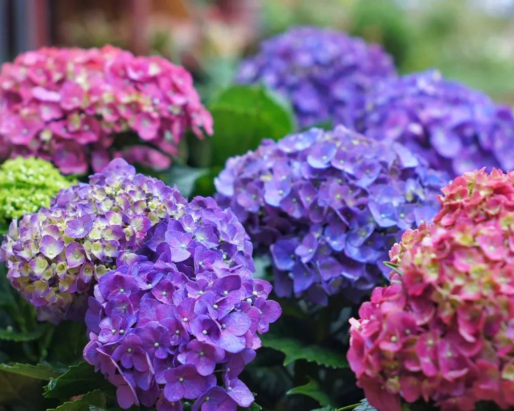 Hortênsias-como-mudar-a-cor-de-suas-flores-Carlo-Tabadero-EyeEm-Getty-Images-jardinagem Close de hortênsias rosas, azuis e lilases.