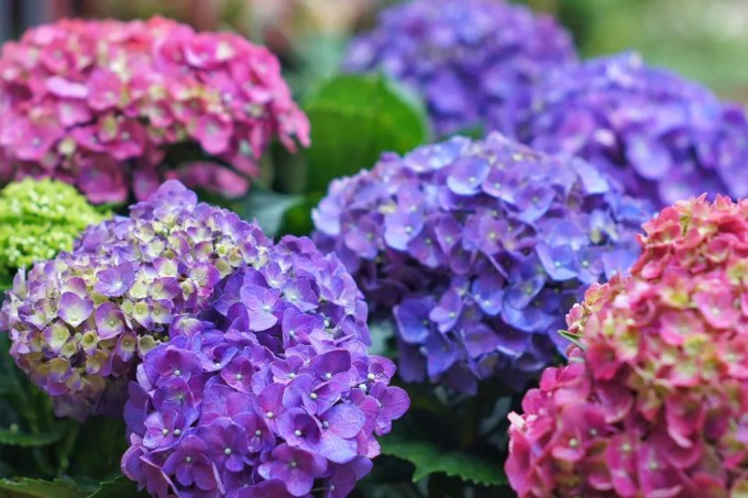 Hortênsias-como-mudar-a-cor-de-suas-flores-Carlo-Tabadero-EyeEm-Getty-Images-jardinagem