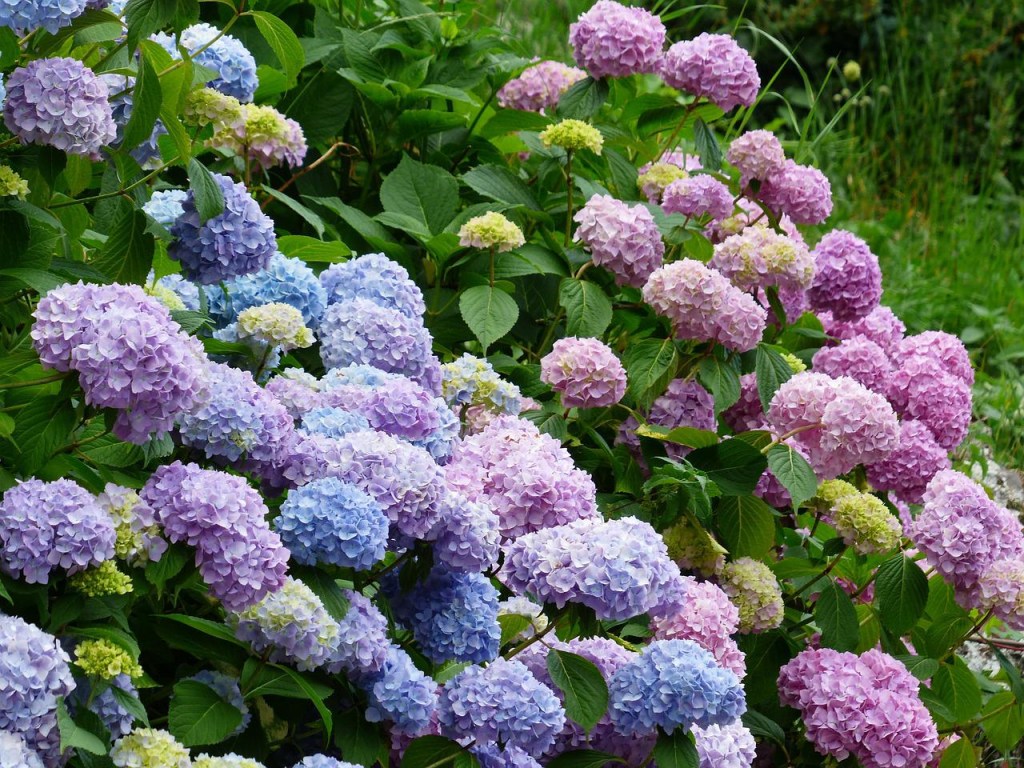 Arbusto de hortênsias floridas em azul, lilás e rosa.