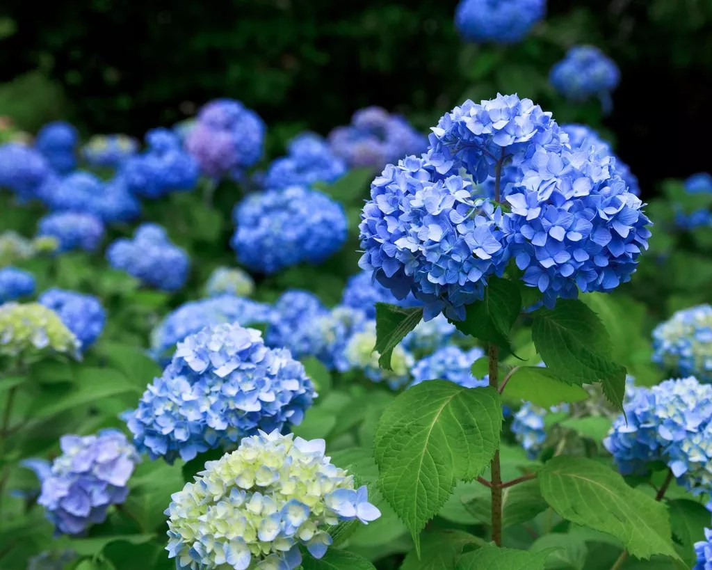 Hortênsias-como-mudar-a-cor-de-suas-flores-Masahiro-Makino-Moment-Getty-Images-jardinagem Hortênsias azuis.