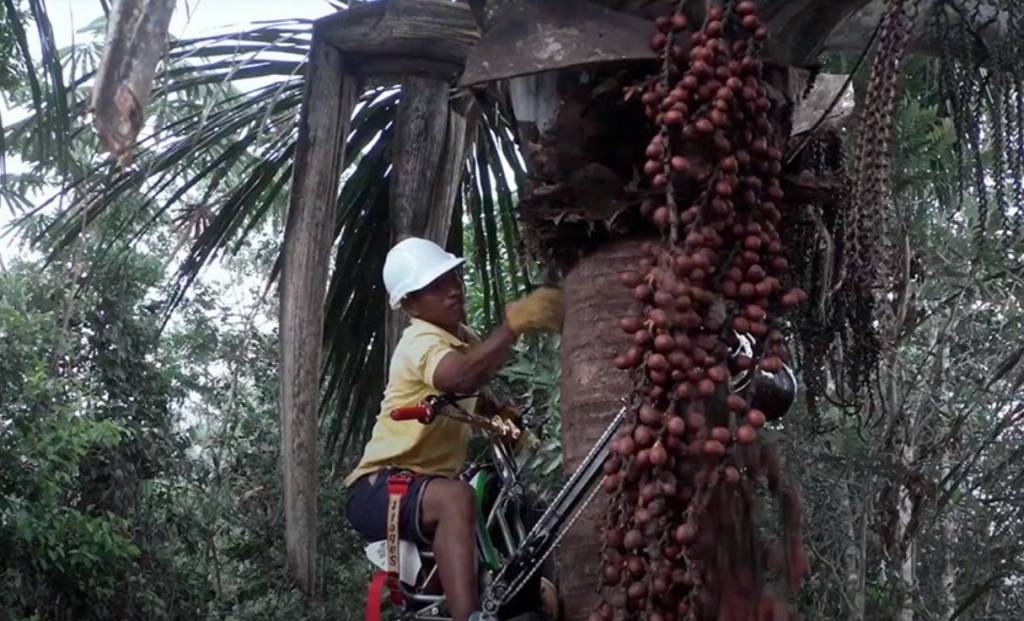 Trabalhador colhendo Buriti no topo da palmeira com a bicicleta