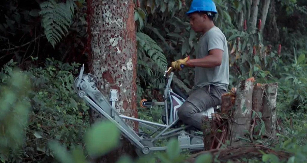 Trabalhador subindo palmeira com a bicicleta