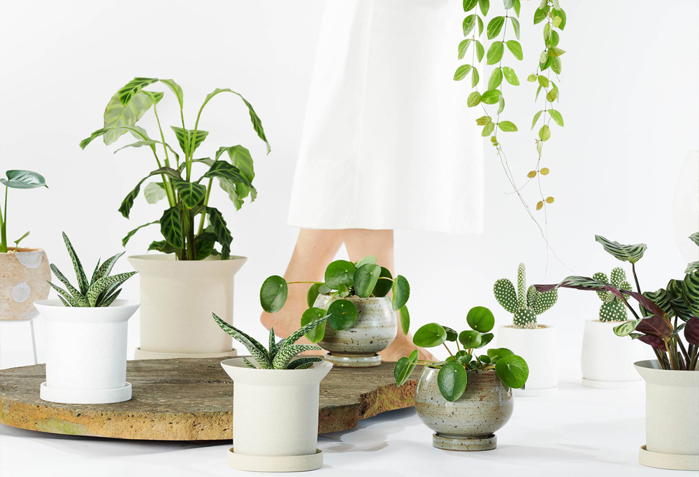 Vasos pequenos com plantas sobre mesa branca