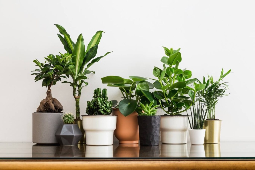 Vasos variados com plantas sobre mesa de madeira