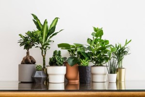 como-escolher-vasos-e-cachepots-plantas-ugaoo