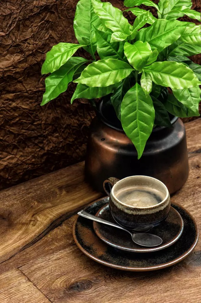 Vaso com planta de café e xícara de café