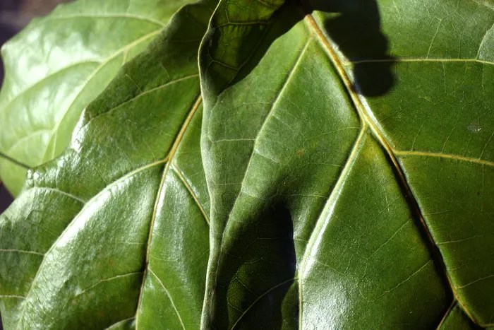 Ficus-lira