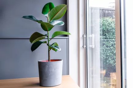 Ficus: se você está procurando uma planta grande para a sua cozinha, ficus são uma ótima opção. Eles são adaptáveis a uma ampla variedade de condições de crescimento e podem crescer como árvores de tamanho normal em seu habitat nativo. Quando cultivadas em ambientes fechados, a poda regular mantém seu tamanho e forma sob controle. Escolha entre várias variedades para combinar sua árvore com as cores e o design da sua cozinha.