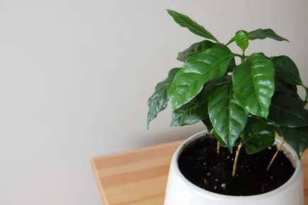 Café: se você é um amante de café ou não, a planta do café (Coffea arabica) é um ótimo complemento para qualquer cozinha. Embora seja improvável que você realmente consiga colher grãos de café de uma planta de casa, as folhas brilhantes e o hábito de crescimento compacto da a tornam muito atraente. As plantas de café requerem luz brilhante e indireta e rega frequente para prosperarem.