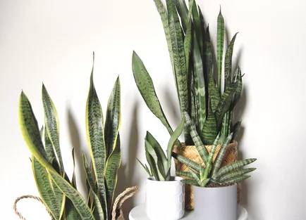 10 plantas para ter na cozinha-The Spruce-Cori Sears espada de são jorge Espadas de são jorge em vasos.
