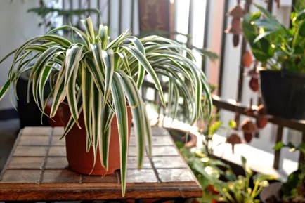 Clorofito: estão entre as plantas de casa mais fáceis de cuidar. Eles fazem excelentes plantas suspensas e, quando estão felizes, florescem e geram ramificações prolificamente. Evite colocá-la sob luz direta, pois isso fará com que as folhas queimem.